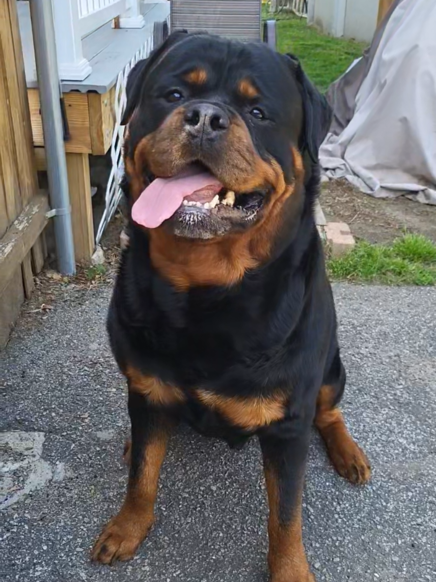 A post by @actionjackson2019 on TikTok caption: What do we say to someone when they try to talk to us in the morning?  🫣 #rott #dogsoftiktok #rottweiler #dog #dogmom #dogtok #dogs #grr#grrr 