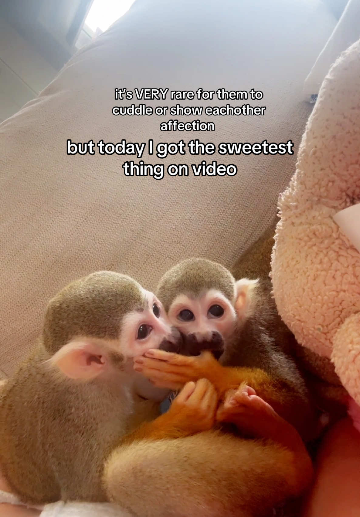 A post by @madlovesripley on TikTok caption: my sweet boys🫶🏼