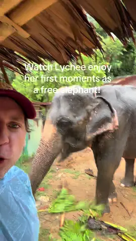 A post by @planting_peace on TikTok caption: We did it! Watch Lychee enjoy her first moments as a free elephant after spending 40 years living in chains. As you can see, this poor girl is starving. She only knows living a life in chains, giving rides to tourists all day! Now that all changes! We have an amazing home for her at @FOLLOWING GIANTS. There she will get to be fat and happy. She will be able to roam freely with other rescued elephants.  It's always a good day when there's one more free elephant in our world! Thank you! Aaron/Planting Peace  #PlantingPeace #fsu #rescue #followinggiants #elephants 