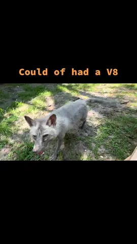 A post by @foxtalesflorida on TikTok caption: Hansel, Hansel, Hansel😳😅😂😂😂#foxrescue #foxsanctuary #nonprofit #foxtalesflorida #foxesoftiktok #freedom #sillygoose #foxfun #foxtalesfloridasanctuary 