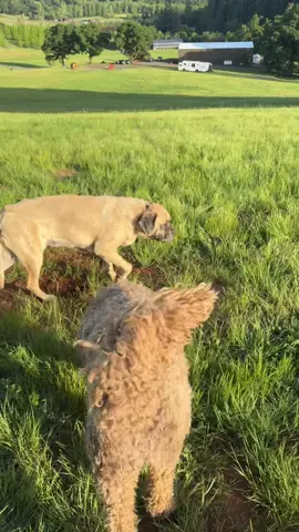 A post by @theasherhouse on TikTok caption: Enjoyed a beautiful sunset with Mildred. She’s doing okay, enjoying every moment with her. I hope you all are having a peaceful weekend. Sending you lots of love. ❤️