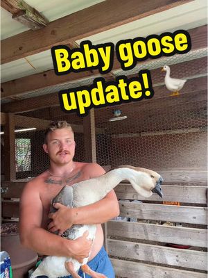 A post by @2guysandsomeland on TikTok caption: Baby Goose Update! 🪿 meet the parents! #foryou #goose #gosling #african #geese #update #fypシ 