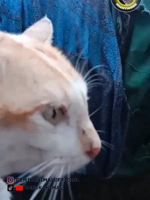 A post by @demikanimal on TikTok caption: KALAH ANGGOTA #dubbing #dubbinglucu #dubbinghewan #dubbingbinatang #demikanimal #dubbingindonesia #demikfootball #fyp #foryou #foryoupage