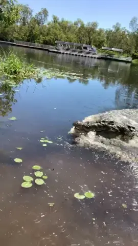 A post by @mattwrightau on TikTok caption: @topendsafaricamp 