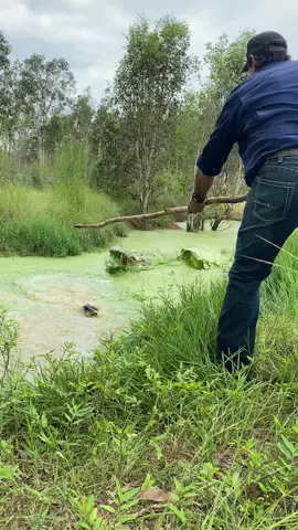 A post by @mattwrightau on TikTok caption: Big fella's blind on the near side, makes it a little tough to know where to strike. His name is Fordo and has been with us @topendsafaricamp since 2017, definitely one of the biggest crocs we have rescued. if your traveling Aus come say g'day in the NT