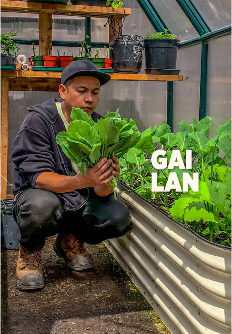 A post by @plantedinthegarden on TikTok caption: Harvesting gai lan (Chinese broccoli) today — crisp, tender, and packed with nutrients. Perfect for stir-fries, steaming, or simple garlic sauté.  #garden #daily #eatfresh #fyp 