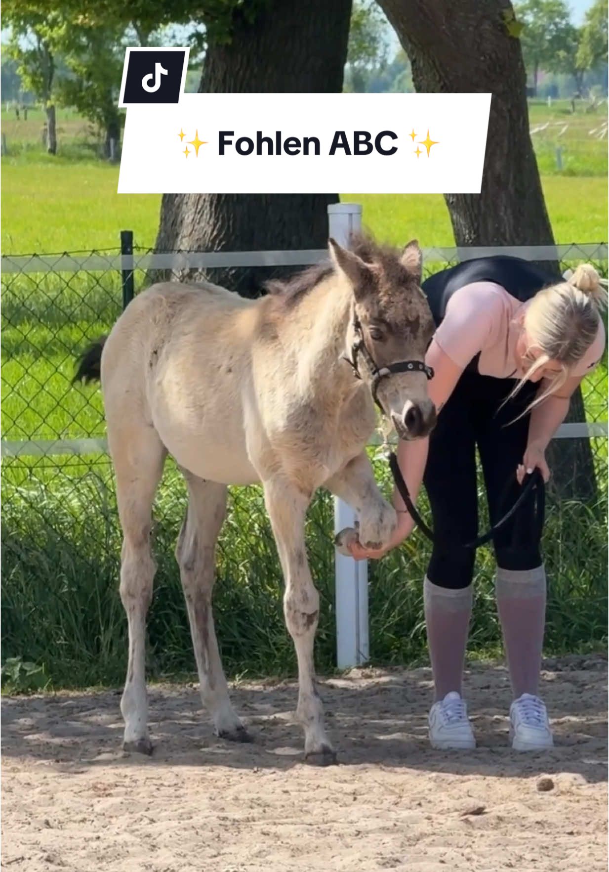 A post by @chaospony_ on TikTok caption: Fohlen ABC mit Darko 💌🐴 Instagram: Chaospony 📍 Q: Welche Fellfarbe hat Darko? 🤫 *Werbung von Horze* #asmrjanina #fyp #fypage #fürdich #fy #equestrianlife #viralvideo #trendiing #horsesoftiktok #fohlen #fohlen #foryoupage #fohlenabc #funny #vlog 