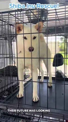 A post by @bigdogranchrescuefl on TikTok caption: For the third time, Denny has come to the rescue. 🐕️ This time, he saved seven Shiba Inus who were about to be discarded by a breeder after spending their lives in a puppy mill. No longer “useful,” they were at risk of being left behind. But Denny wasn’t going to let that happen. 🌟 He loaded them up and drove them straight to safety at Big Dog Ranch Rescue, giving them their first taste of freedom, and for the first time, grass beneath their paws instead of the cold floor of a crate. 💫 While they aren't ready for adoption just yet, they still need their intake exams, spay/neuter surgeries, and a two-week quarantine period, you can follow along on their journey to recovery. ✨️ From all of us at Big Dog Ranch Rescue, thank you, Denny, for being the hero these dogs needed and stepping up to save their lives. 🐾 💙 Donate: www.bdrr.org/miracle-fund 🐶 Lifesaving Member: www.BDRR.org/lifesaver 🐾 Adopt: www.BDRR.org/adopt ✨️ Foster: www.BDRR.org/foster 💲Venmo: @bigdogranchrescue 💰CashApp: @bigdogranchrescue 💵 Zelle: finance@bdrr.org #bdrr #bigdogranchrescue #dogrescue #rescuedog #AdoptDontShop #adoptadog #foreverhome #MiracleDog #DogRescue #LifeSavingCare #SupportRescue #MiracleFund #DogRecovery #DogsOfInstagram #RescueDogsRock #BddrMiracleFund #HelpDogs #EveryDogDeservesAChance #MiracleInTheMaking