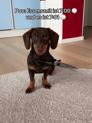 A post by @iamzuckerpuppe on TikTok caption: Holt euch keinen Dackel das ist wirklich so passiert habs auf tiktok gesehen