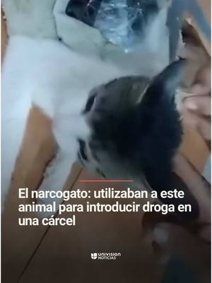 A post by @uninoticias on TikTok caption: 🚨 😼 El narcogato: utilizaban a este animal para introducir droga en una cárcel. El animal fue avistado por la policía en una prisión de Pococí, Costa Rica. En los paquetes tenía 235,65 gramos de aparente marihuana. El otro 67,76 gramos de lo que parece ser pasta de crack. #Gato #CR #CostaRica #Prisión #Cárcel #Jail #UniNoticias #UnivisionNoticias #gatos #animales #animals 