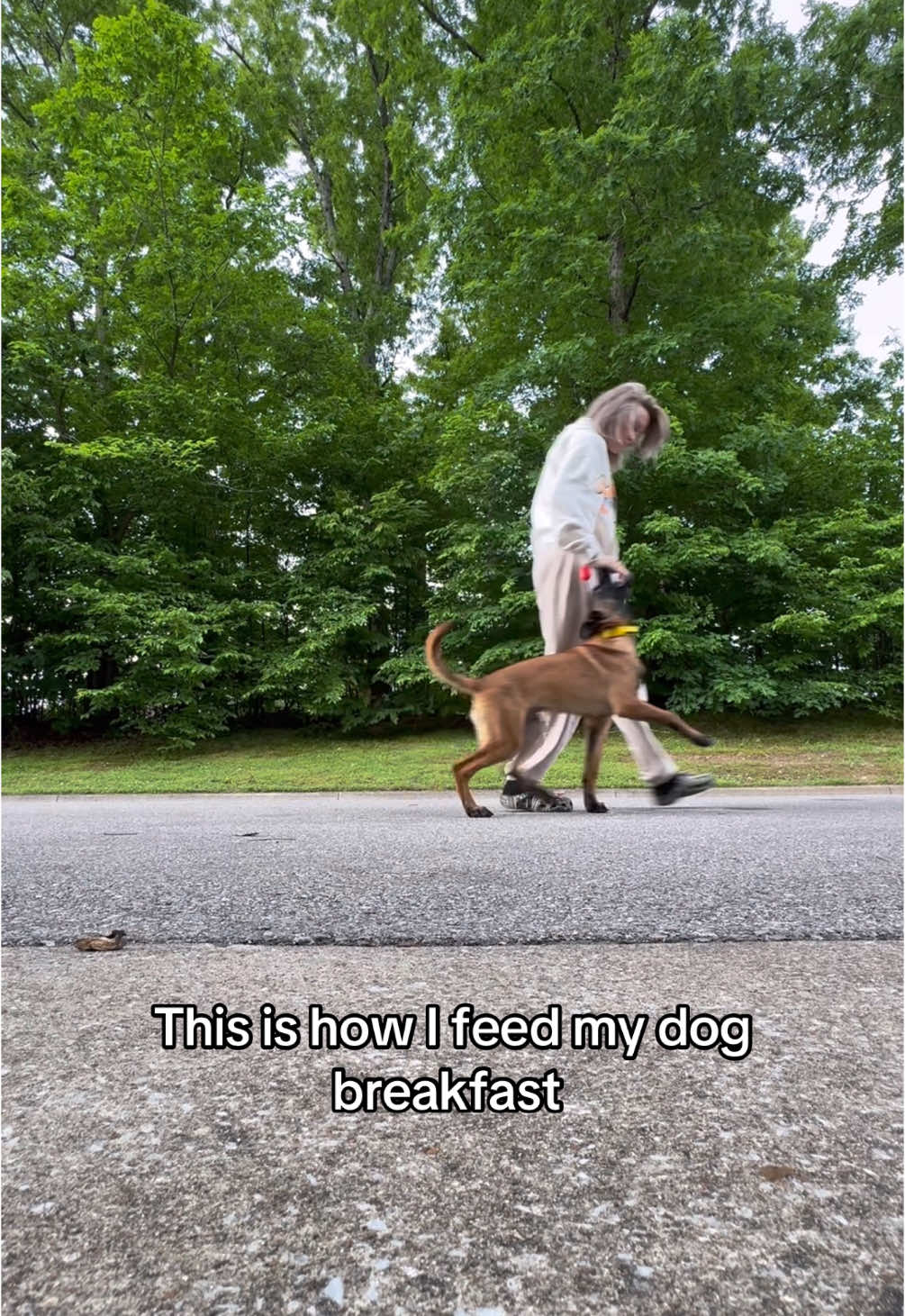 A post by @maligatormom on TikTok caption: If you’re feeding your dog from a bowl, it’s no wonder he’s not motivated to train with you. Give this a try! #dogtraining #puppytraining #malinois #malinoispuppy #dogtrainer 