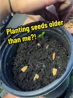 A post by @2guysandsomeland on TikTok caption: Planting seeds that are older than me?! 🌱 #foryou #plants #garden #planttok #gourd #fypシ #plantsoftiktok 