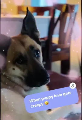 A post by @andrewsbowen on TikTok caption: I mean… It does start to get a little creepy, right?! 🥰😬🫣😅 • #mansbestfriend🐶 #thestare #dogsoftiktok #puppie #puppylove #excessive #creeper #germanshepherd #funny #truth #lol #lovemydog #bodhi #cutedog 