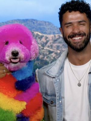 A post by @gabrielfeitosagrooming on TikTok caption: The art of dog grooming for The Morning Show on 7 #cutedog #doggrooming