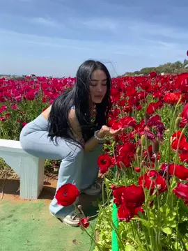 A post by @liseth_leyva on TikTok caption: 💫🌺🌼Such a Beautiful Surprise🌹🌸💫#fyp #parati #theflowerfields #explorepage #surprise #flowers #flores #babyblue #viralvideo #easter #2025 #explorepage #beautiful #viewforview #beautifulview #vista #monathair #monat #tiktokshop #onepiece #bodysuit_leggings 