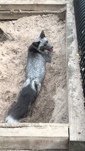 A post by @foxtalesflorida on TikTok caption: Stormy fox enjoying the day!#foxrescue #nonprofit #nonprofit #foxtalesflorida 