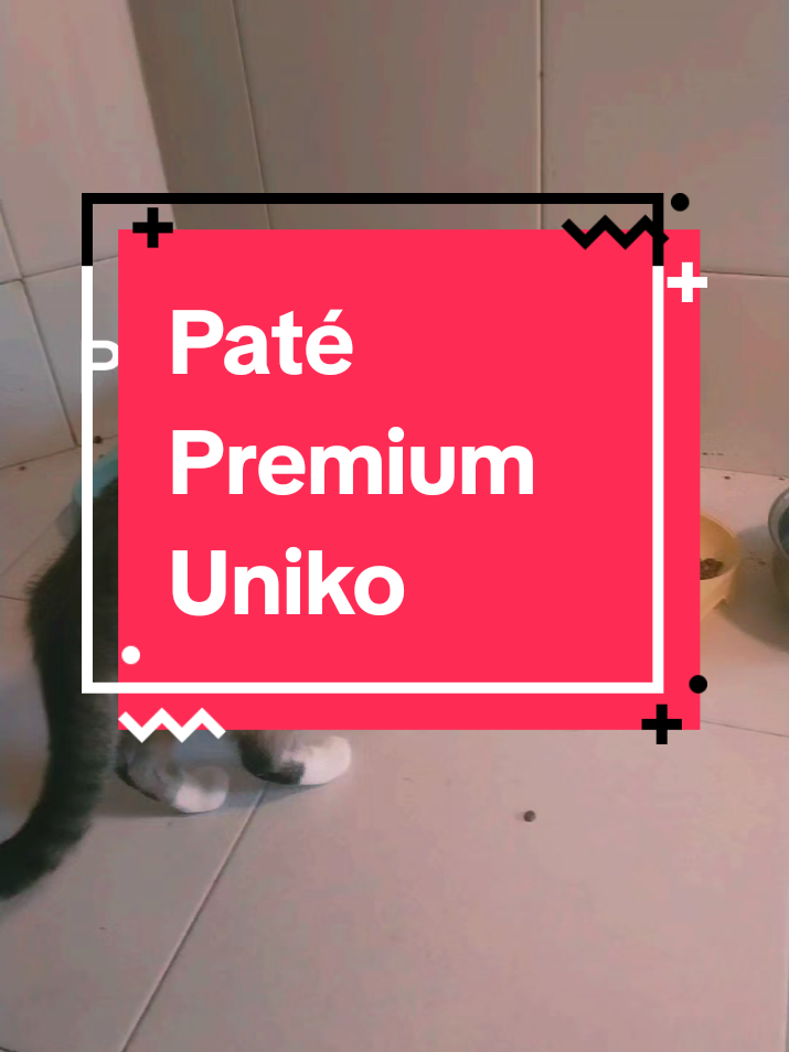 A post by @mistery142 on TikTok caption: #pate #comida #gatos #pates #gat #gatosdetiktok #gatostiktokers 