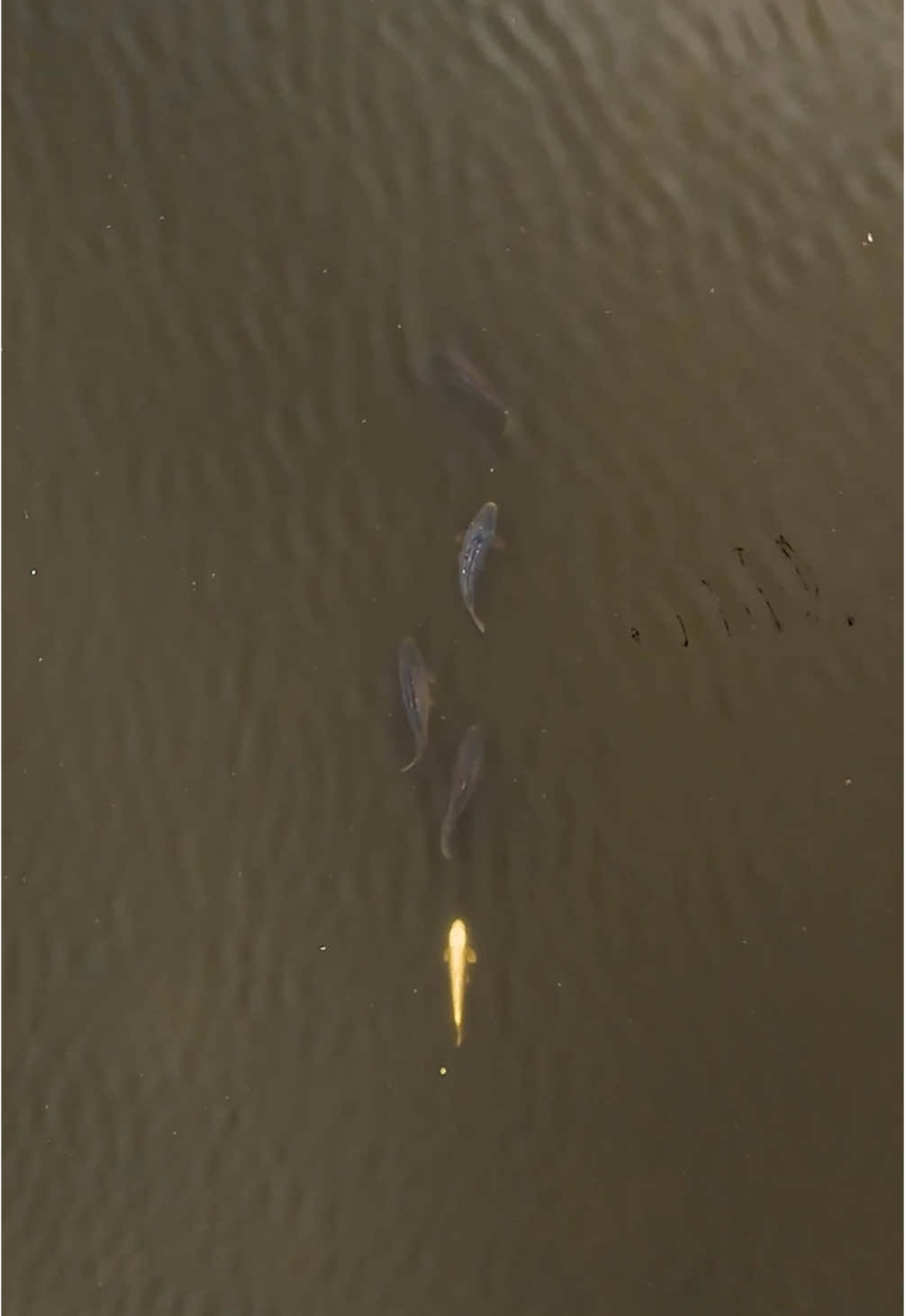 A post by @julien_josselin_scale on TikTok caption: Quel régal d’observer le déplacement des fishs et encore + quand il y a de la couleur🔥 ▪️ #bigfish #bigfishing #carprun #carpe #carp #carpkoi #carpfishing #frenzyfishing #angler #pecheur #fish #bigfish #bigone #poisson #lakefishing #lake #savage #wildfishing #springfishing #dji #mavic #mini4pro 