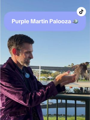 A post by @disneyparks on TikTok caption: It's Purple Martin Palooza time! 💜🐦✨ #DisneyConservation #DisneyWorld #Birding #EPCOT 