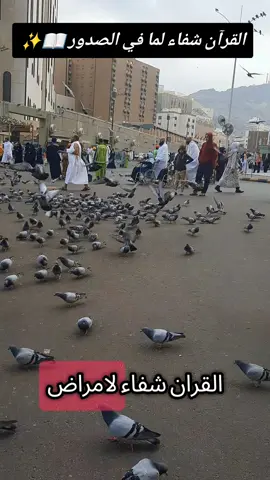 A post by @meddeb55 on TikTok caption: #القران_راحة_نفسية #ارح_سمعك_بالقران #اللهم_اجعل_القران_ربيع_قلوبنا #اللهم_امين_يارب_العالمين #والصلاة_والسلام_على_نبينا_محمد #aişha💚 