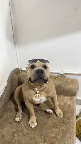 A post by @vikingo606 on TikTok caption: Grrr 😠 🐶😎 #vikingo606 