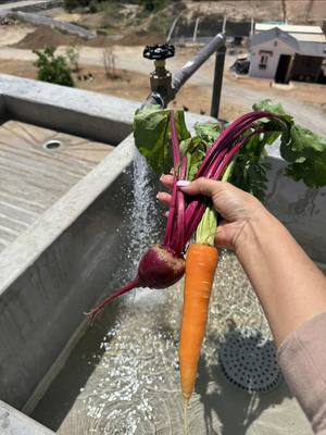 A post by @vasilvana1 on TikTok caption: #vegetales 