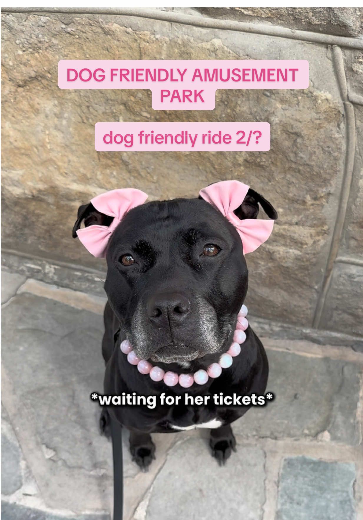 A post by @ on TikTok caption: this pet friendly amusement park (Knoebels) has over 4 ride that your dog can join you! Akira loves them and this is her second ride to try so far 2/? 😍 🎀 original pittie double bows @Wildly Cute Bows  🤍 beaded collar @Hypnotic Dog 