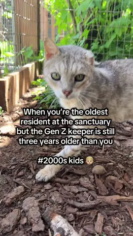 A post by @wildcatridgesanctuary on TikTok caption: Snow Bengal, Moe is our oldest sanctuary resident at 21 years old! He’s been collecting over two decades of cat wisdom and shares with all of the sanctuary newcomers. We love this boy very much and will continue to provide him with excellent care for all of the years he spends with us. 🤍 #bengal #notapet #CatsOfTikTok #seniorcat #seniorcatsoftiktok #2000sthrowback #2000skid #sanctuary #nonprofit #nonprofitsoftiktok 