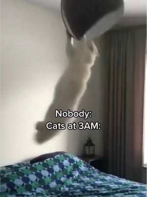 A post by @the_mannii on TikTok caption: Cats 💀 For No Reason