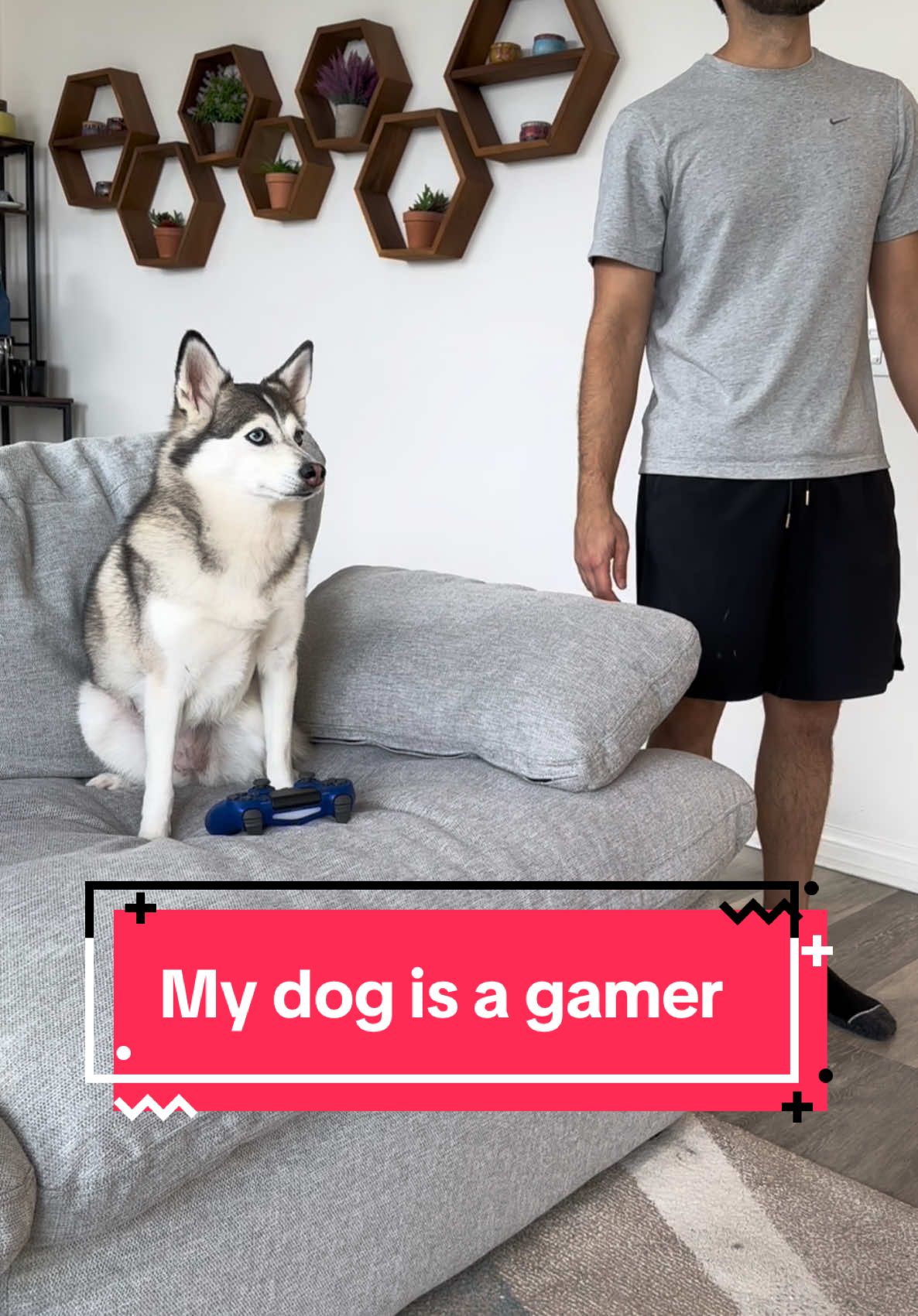A post by @sapphie_the_pomsky on TikTok caption: My dog is a gamer 🤣🤣🤣 #dogs #dogsoftiktok #funnydog #smartdog #gamer #comedy 