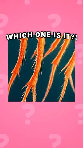 A post by @meowmeowmeals on TikTok caption: CAN YOU GUESS THE ITALIAN BRAIN ROT ANIMAL BY THEIR CLOSE UP?!  #italianbrainrot #brainrot #aibrainrot #tralalerotralala #tungtungsahur #brainrotquiz #italianbrainrotquiz