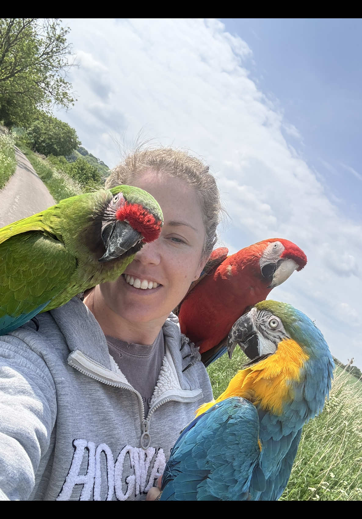 A post by @shelbythemacaw on TikTok caption: The whole gang back flying together after a year of Shelby resting and recovering. Unfortunately with increased flying comes increased plucking so Shelby isn’t looking great again, however it’s beautiful seeing her flying with her family again #freeflying #petparrot #exoticpets #shelbythemacaw #freeflight 