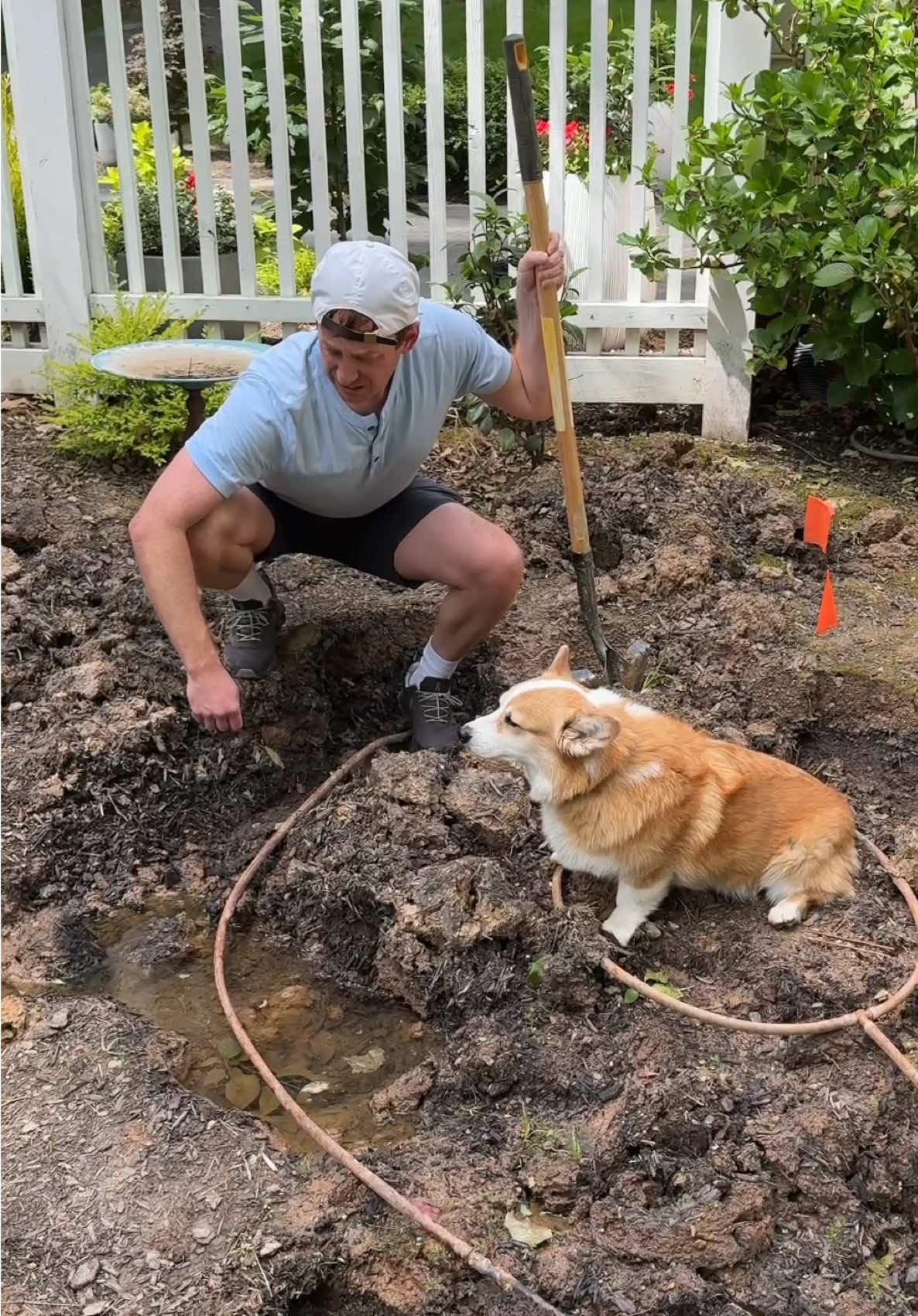 A post by @hammyandolivia on TikTok caption: My dogs ruined my backyard. Thanks @Microsoft Copilot for showing everyone that I'm NOT crazy. #CopilotPartner