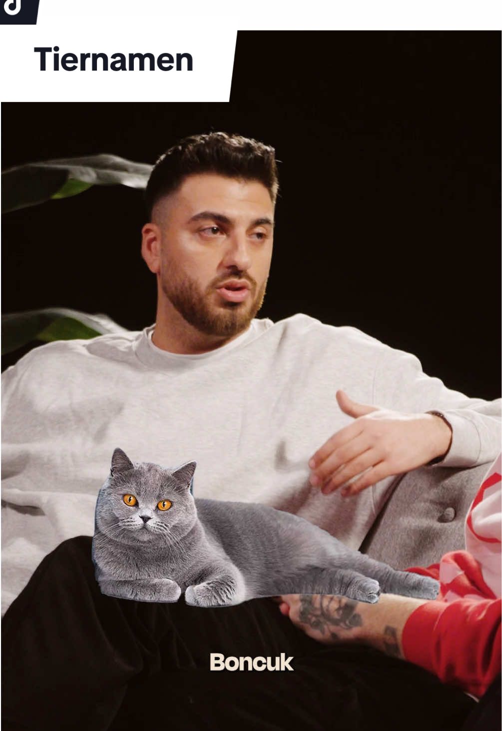 A post by @tahsims_interviewformat on TikTok caption: Heißt @tahsim bros Katze nicht Ömer? @Malte Zierden #maltezierden #tahsimsinterviewformat #tif #haustier 