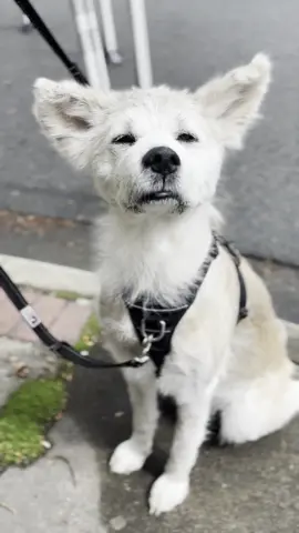 A post by @naokisugarboo on TikTok caption: Mr. #naoki 