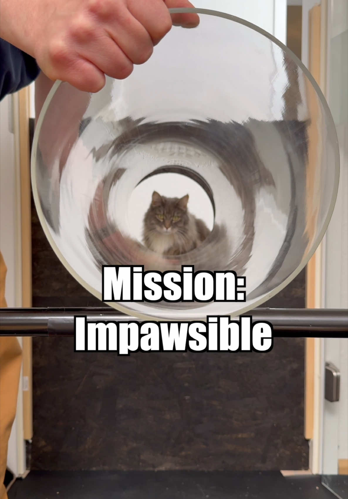 A post by @furryfritz on TikTok caption: ⚠️Warning: this message will self-destruct in 48 seconds! FurryFritz proudly purrsents: "Mission Impawsible: The Tube Challenge!"  #furryfritz #catographer #cats #funnycats #catchallenge #fluffycat #funnycatvideo  @Mission Impossible @ParamountUK #ad 