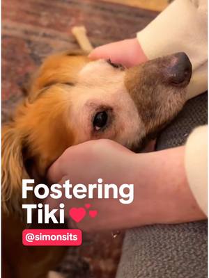 A post by @tiktok on TikTok caption: this is so heartwarming! 🥹 wishing Tiki the best new life @Isabel Klee 