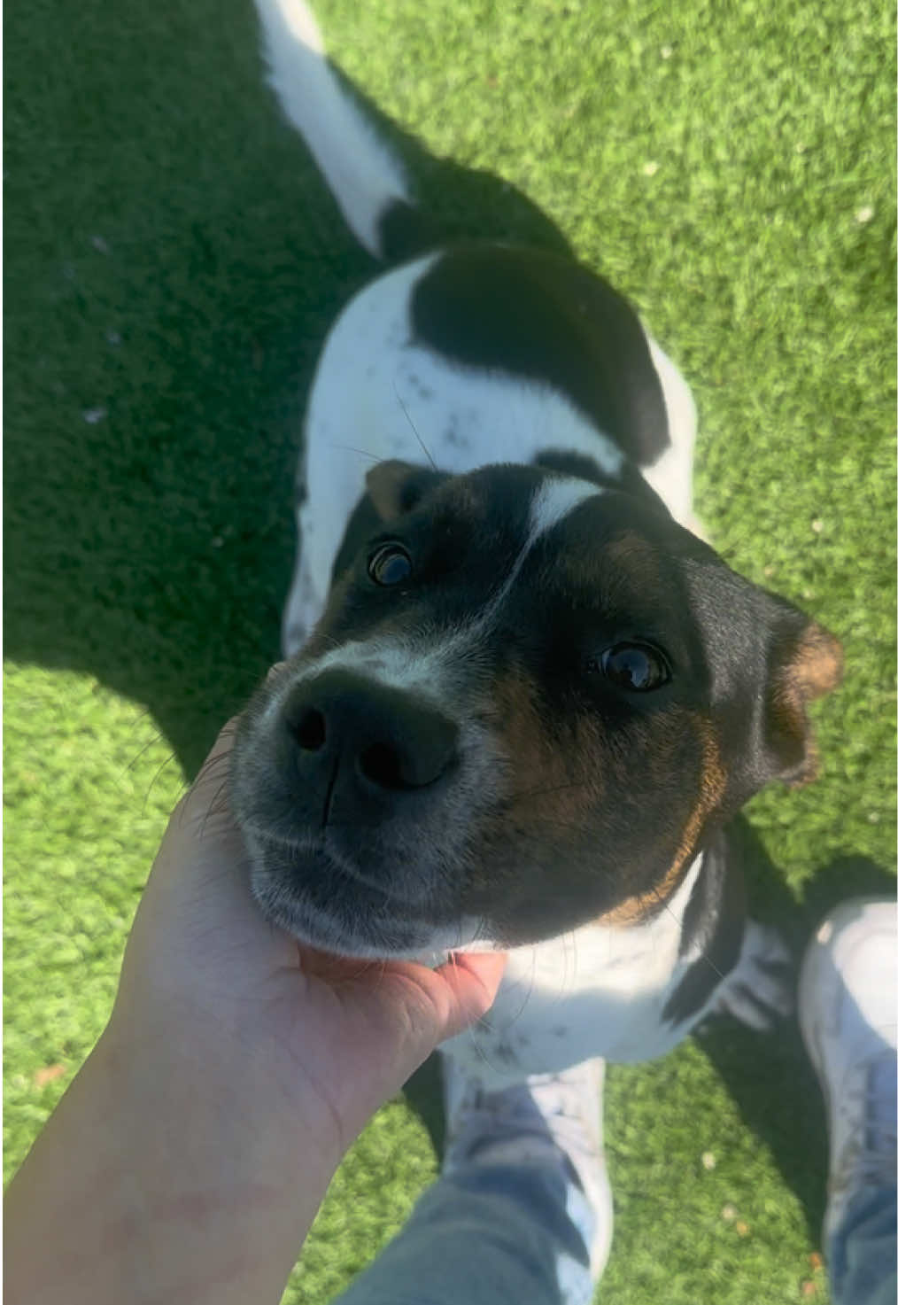 A post by @bigdogranchrescuefl on TikTok caption: Just a bunch of pretty little babies, smellin’ all the flowers! 🌸🐶✨ Meet some of our adorable puppies waiting for their forever homes! Come visit Big Dog Ranch Rescue and fall in love! 🐾💗 📍Available at Big Dog Ranch Rescue in Loxahatchee Groves, Florida www.bdrr.org/adopt📍 💙 Donate: www.bdrr.org/miracle-fund⁠ 🐶 Lifesaving Member: www.BDRR.org/lifesaver⁠ 🐾 Adopt: www.BDRR.org/adopt ⁠ ✨️ Foster: www.BDRR.org/foster 💲Venmo: @bigdogranchrescue⁠ 💰CashApp: @bigdogranchrescue⁠ 💵 Zelle: finance@bdrr.org⁠ ⁠ #bdrr #bigdogranchrescue #dogrescue #rescuedog #AdoptDontShop #adoptadog #foreverhome #MiracleDog #DogRescue #LifeSavingCare #SupportRescue #MiracleFund #DogRecovery #DogsOfInstagram  #DogsOfTikTok #DogTok #RescueDogsRock #BddrMiracleFund #HelpDogs #EveryDogDeservesAChance #MiracleInTheMaking #fureverhome #prettylittlebaby #flowers #flower #puppies #puppy 