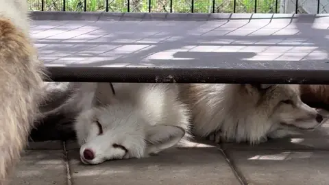 A post by @foxtalesflorida on TikTok caption: It’s a snowdrift!!! IN THE SUMMER! Snowglows are cuddling together to stay cool…in the summer…!#foxrescue #nonprofit #foxtalesflorida #foxsanctuary #foxesoftiktok 