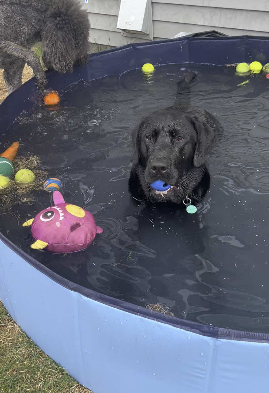 A post by @servicedog626 on TikTok caption: #venomvoice #dogpool #blacklab #poodle #standardpoodle #summer #labradorretriever #labsoftiktok #poodlesoftiktok 