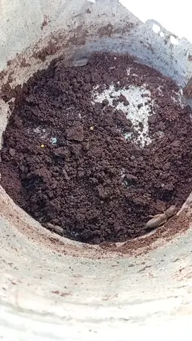A post by @lena_postoeva on TikTok caption: Земляная корова 