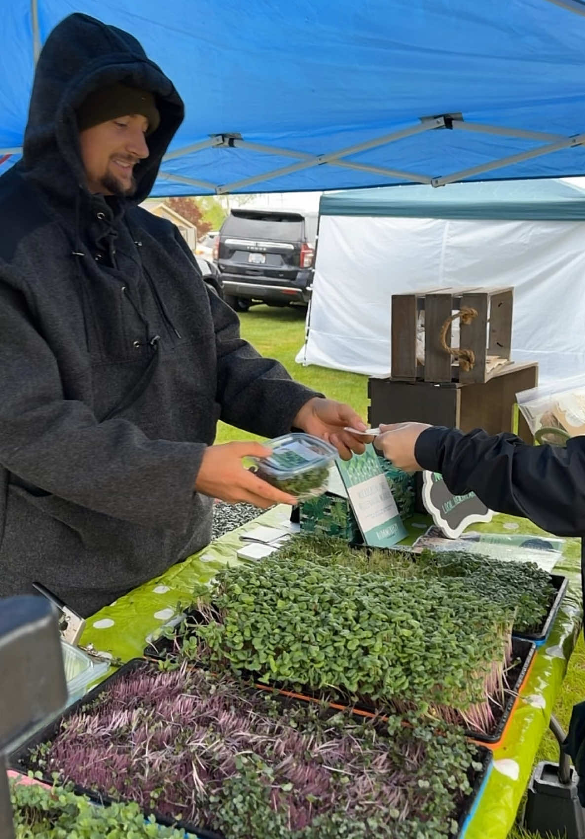 A post by @blohmtreezy on TikTok caption: $3-$5 an Oz industry standard. Elevates every meal, breakfast, lunch & dinner. Eat healthier food you grew. No chemicals. INCREASE GUT HEALTH.  . . Grab your grow kit and start growing today . . #businessideas #sidehustleideas #indoorfarming #growyourownfood #indoorgarden #microgreens #healthyfood #gardeninspiration #indoorgardening #healthyeating #growfood #growyourfood #growyourownfood #sprouts #sidehustlesuccess #healthybreakfast #healthymeals #kitchengarden #healthyrecipes #herbgarden #cabbage #vegetablegarden #seedstarting #microgreenrecipes #farmersmarket 