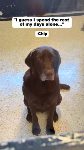 A post by @bigdogranchrescuefl on TikTok caption: “I would adopt, but…” Let’s talk about those excuses. ❗️ “I want a puppy!” Perfect! Big Dog Ranch Rescue is FULL of puppies! Our Puppy Cabins and Puppy Town are always buzzing with tiny paws thanks to the mamas who come to us with their litters. 🫶 “A senior dog will just make me sad.” Our seniors don’t want to spend their final years at the Ranch, no matter how well we care for them. They deserve a family to love them, even just for a while. ✨️ “Who would want a feral dog?” We would. And maybe you should, too. Feral dogs are some of the most rewarding souls to love. They came from hoarding situations, from filth. But they’re learning. And they’re worth every second. 🐕️ There’s no perfect excuse not to rescue — but we promise, there is a perfect dog waiting for you. 🐾 Visit www.bdrr.org/adopt to meet them all. 🤍 💙 Donate: www.bdrr.org/miracle-fund 🐶 Lifesaving Member: www.BDRR.org/lifesaver 🐾 Adopt: www.BDRR.org/adopt ✨️ Foster: www.BDRR.org/foster 💲Venmo: @bigdogranchrescue 💰CashApp: @bigdogranchrescue 💵 Zelle: finance@bdrr.org #bdrr #bigdogranchrescue #dogrescue #rescuedog #AdoptDontShop #adoptadog #foreverhome #MiracleDog #DogRescue #LifeSavingCare #SupportRescue #MiracleFund #DogRecovery #DogsOfInstagram #RescueDogsRock #BddrMiracleFund #HelpDogs #EveryDogDeservesAChance #MiracleInTheMaking