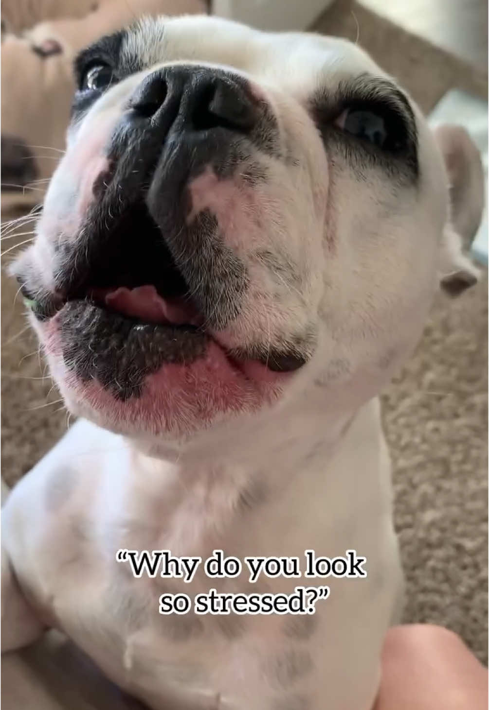 A post by @waltergeoffrey on TikTok caption: @Spot Pet Insurance has been on of the best things I’ve had for my two babies. You can click our link in bio to learn more about their pet insurance! #getspotcovered #spotpetinsurance #petinsurance #insurance 