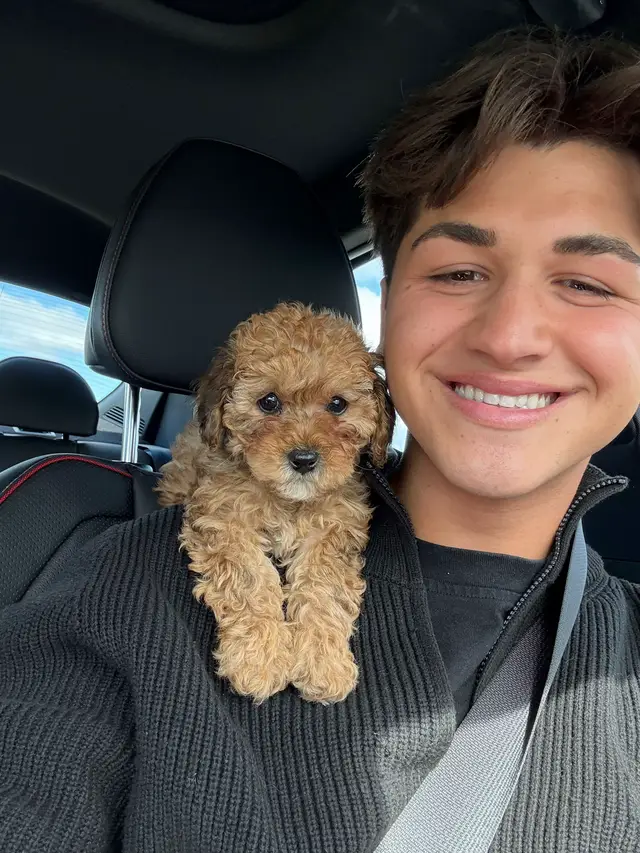 A post by @marcantoinedelage_ on TikTok caption: Après plusieurs hésitations…elle s’appelle Abby.🤗 Merci à ceux qui m’ont aidé à le choisir!!🤍