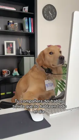 A post by @danivallem on TikTok caption: Que tal les parece la nueva compañera? 😍