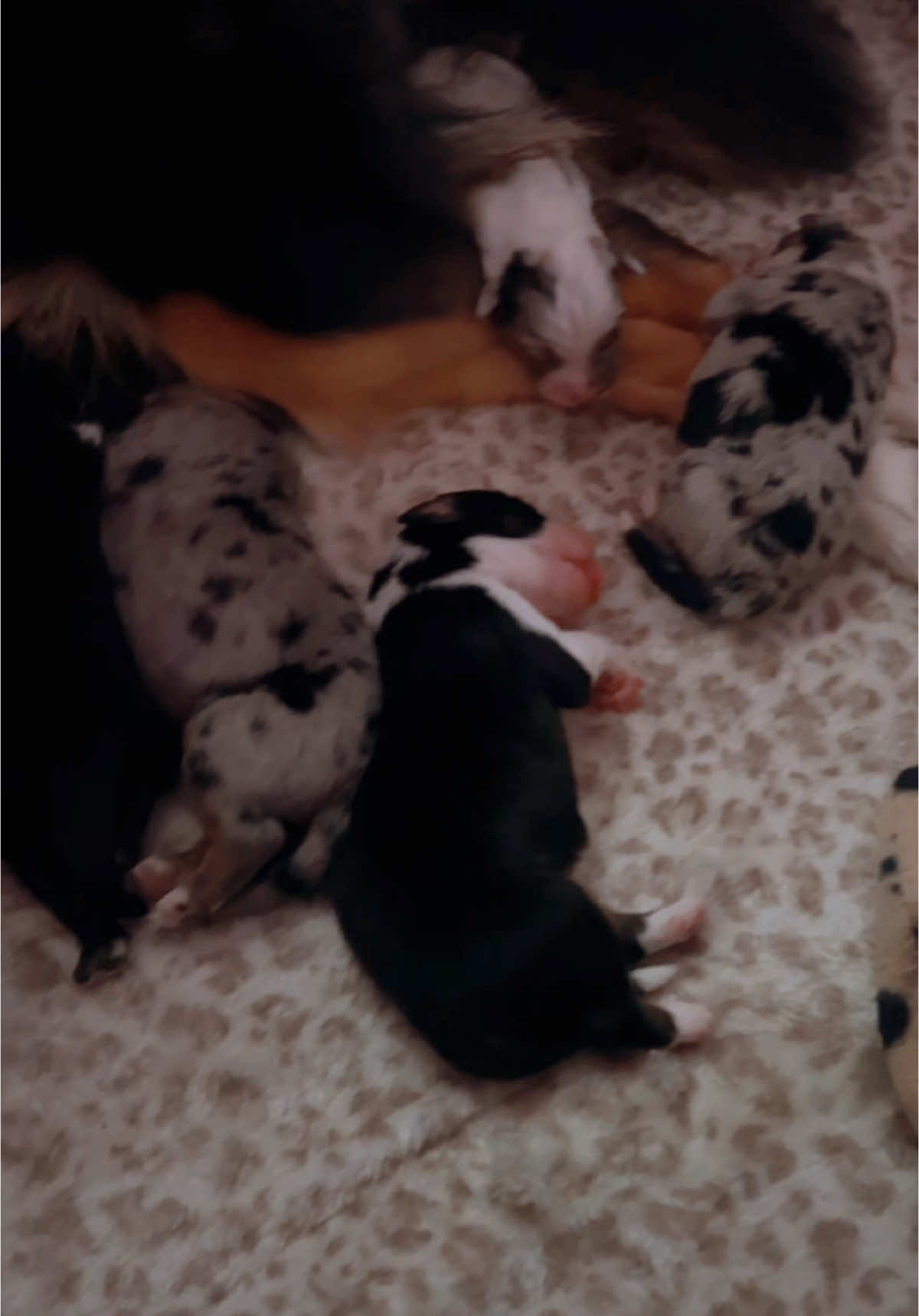 A post by @telltaleaussie on TikTok caption: Fat happy babies & a good mama dog 🥹 #australianshepherd #aussieswithtails #performanceaussies #undockedaussie #workingaussie #puppyraising #puppy #aussie #telltaleaussie #gigabytes 