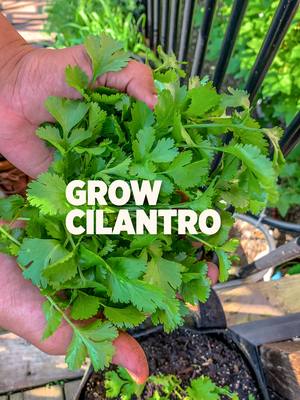 A post by @plantedinthegarden on TikTok caption: Steps to Grow Cilantro Choose the right variety: Opt for Calypso Cilantro, which is bolt-resistant for more leaf harvest. Time to plant: Plant in early spring after the last frost or in fall when temperatures are 50-80°F. Prepare the soil: Use loose, fast-draining soil with an acidic pH to prevent waterlogging. Plant the seeds: Sow seeds at a depth of 1/4 inch; splitting seeds can improve germination. Provide the right conditions: Cilantro thrives in full sun or partial shade. Light shade in warmer climates can prevent bolting. Water regularly: Keep soil damp but not waterlogged to avoid root rot. Harvest the leaves: Harvest leaves 50-55 days after planting. Regular harvesting encourages more growth. Harvest the seeds: Seeds are ready 90-150 days after planting when they turn brown. Cut plants at the base and dry upside down in a paper sack. Replant for continuous harvest: Plant new seeds every 2-6 weeks for a steady supply. Enjoy Fresh Pico de Gallo Combine cilantro, tomatoes, jalapeño, and onion with salt, pepper, lime juice, and a dash of ground cumin for a fresh salsa! #gardeningtips #learning #gardening #fypシ゚
