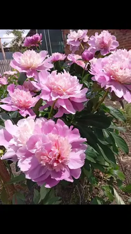 A post by @lena_postoeva on TikTok