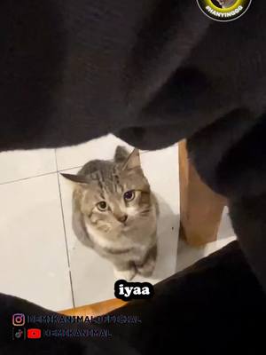 A post by @demikanimal on TikTok caption: DIMSUM BISA KALI #dubbing #dubbinghewan #dubbinglucu #dubbingbinatang #demikanimal #demikanimalofficial #dubbingindonesia #fyp #foryou #foryoupage  PLEASE DM US ON INSTAGRAM FOR CREDIT AND/OR REMOVAL ©️ 𝐀𝐥𝐥 𝐫𝐢𝐠𝐡𝐭𝐬 𝐫𝐞𝐬𝐞𝐫𝐯𝐞𝐝 𝐛𝐲 𝐫𝐞𝐬𝐩𝐞𝐜𝐭𝐢𝐯𝐞 𝐨𝐰𝐧𝐞𝐫𝐬 Source:  heni_n.r, klmwta, _yess_or_not